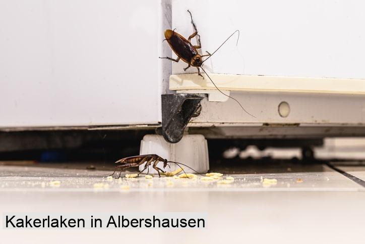 Kakerlaken in Albershausen